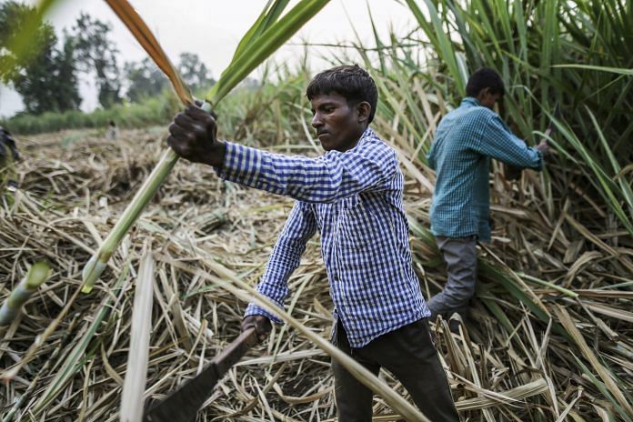 Day labourers cutting sugarcane during a harvest in Taloda, Maharashtra | Dhiraj Singh/Bloomberg