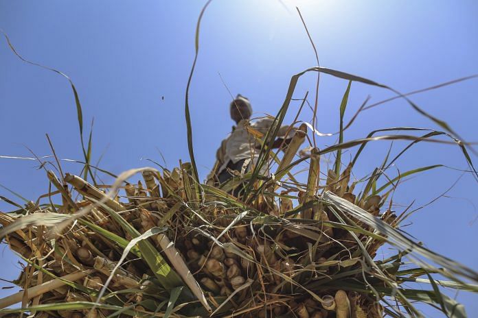 A worker stands on sugarcane tops on a bullock cart in Beed district, Maharashtra | Dhiraj Singh/Bloomberg