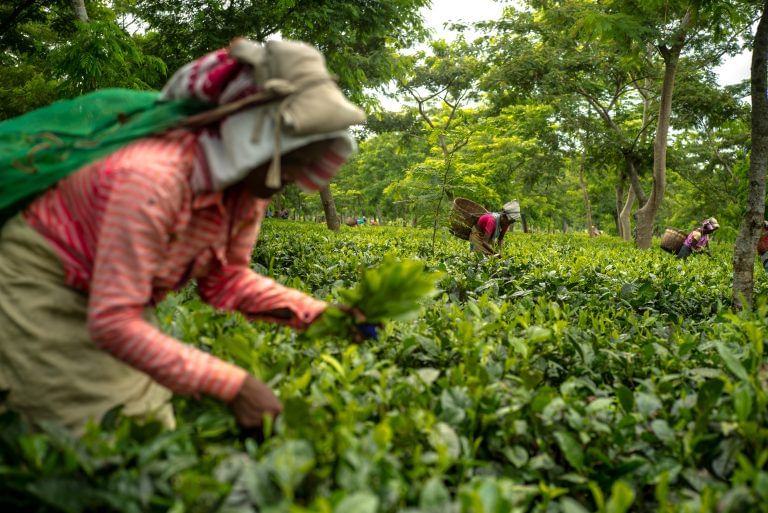 Why tea from this Assam estate costs Rs 39,001 a kg, making it India’s most expensive