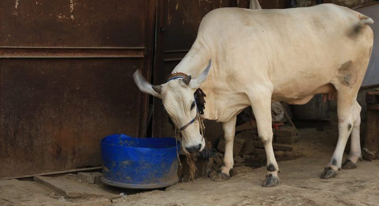Cattle dung scheme a Rs 2,300-cr revenue model, will help 5 lakh farmers, Baghel govt claims