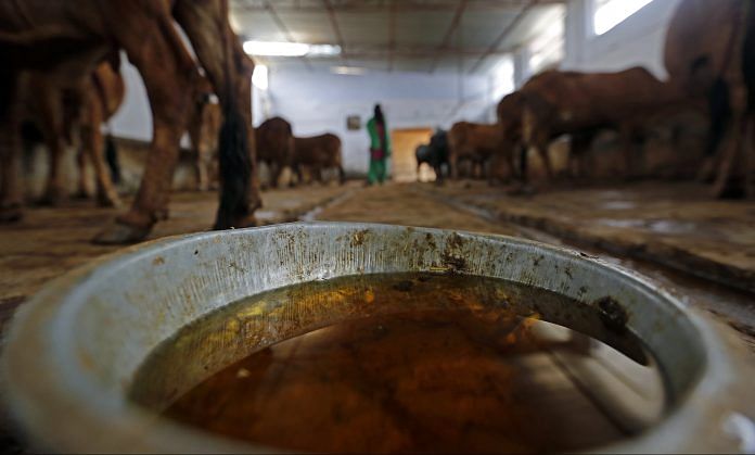 A cow shelter where urine is processed in Uttar Pradesh | Anindito Mukherjee/Bloomberg