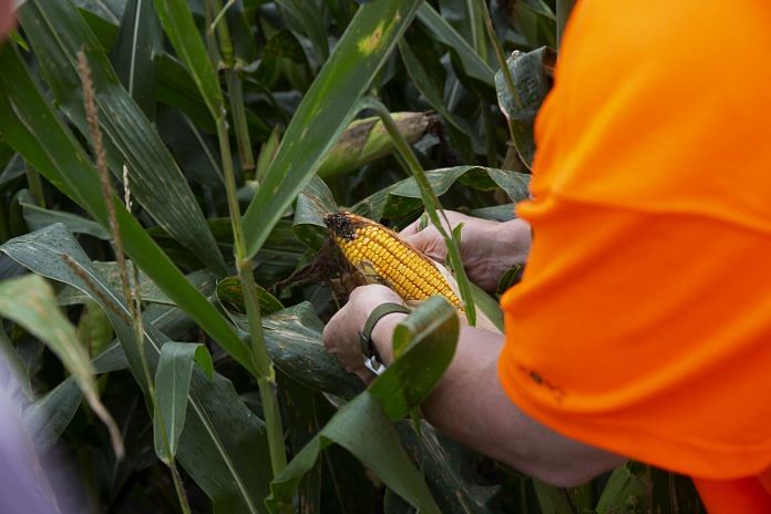 A corn crop being analysed (representational image)