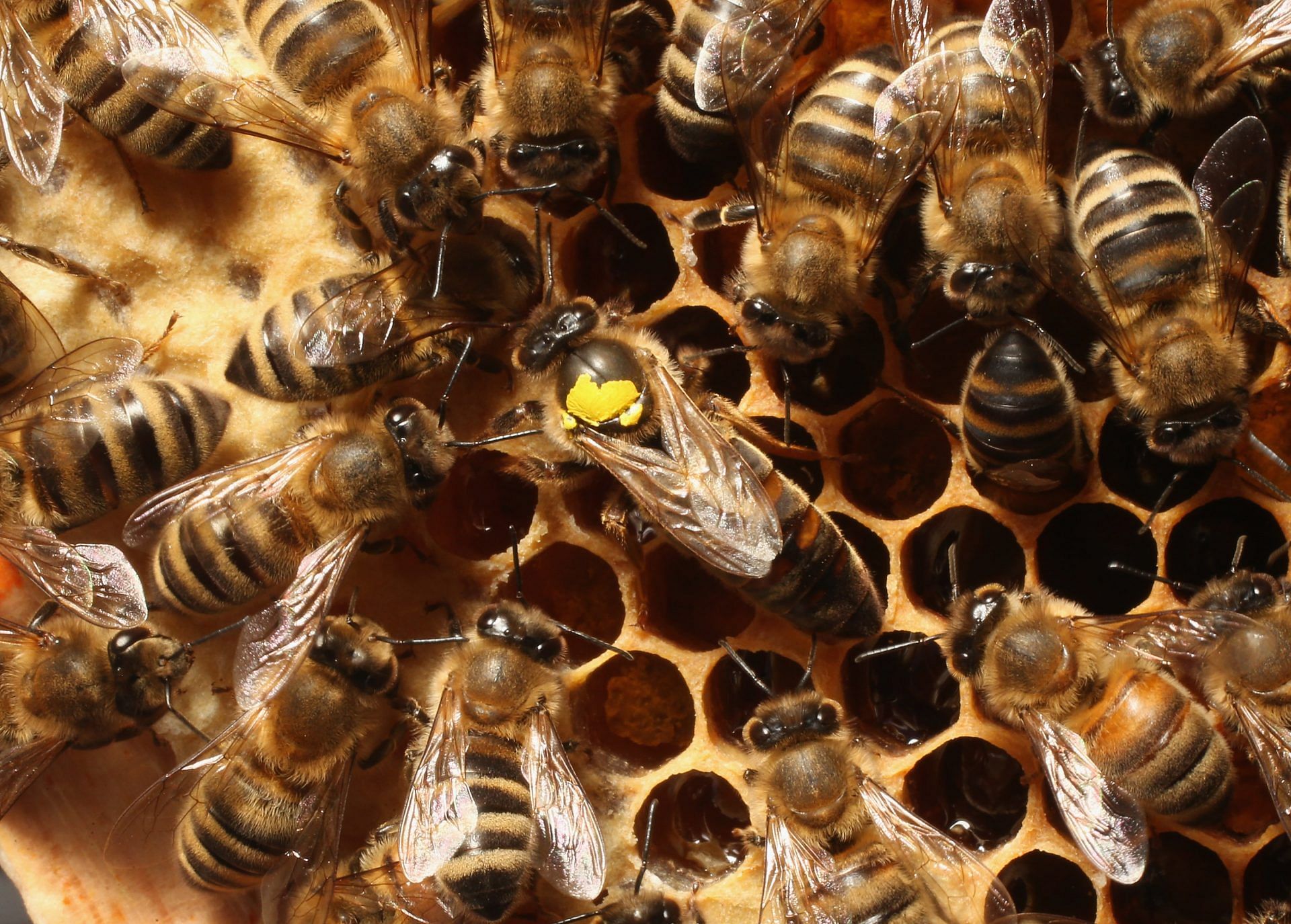 This New Project Maps Bees Around The World. Here's Why It Matters