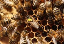 Latest news on bees | ThePrint.in