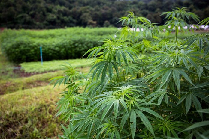 Hemp, variety of cannabis plant