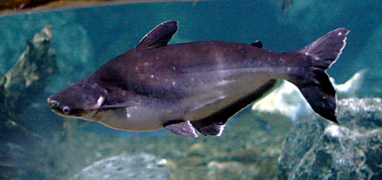 Why you should not order the Basa fish at Indian restaurants