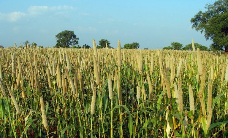 The bajra that can fight India’s iron deficiency problem
