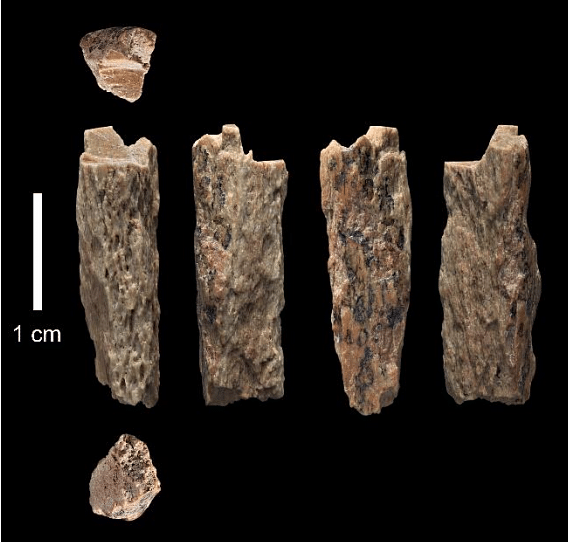 The Denisova 11 bone fragment | T. Higham, University of Oxford