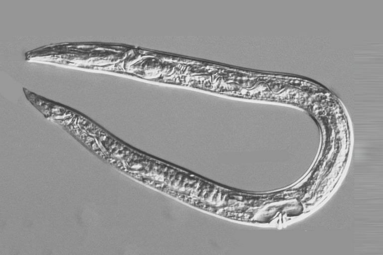42,000-year-old worms may take us a step closer to human cryofreezing