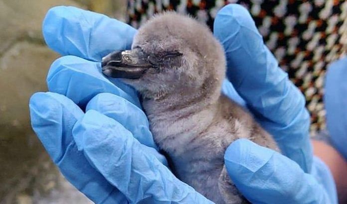 The penguin chick which died in a week | Special arrangement