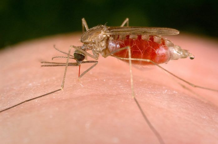 Female anopheles mosquito | Commons