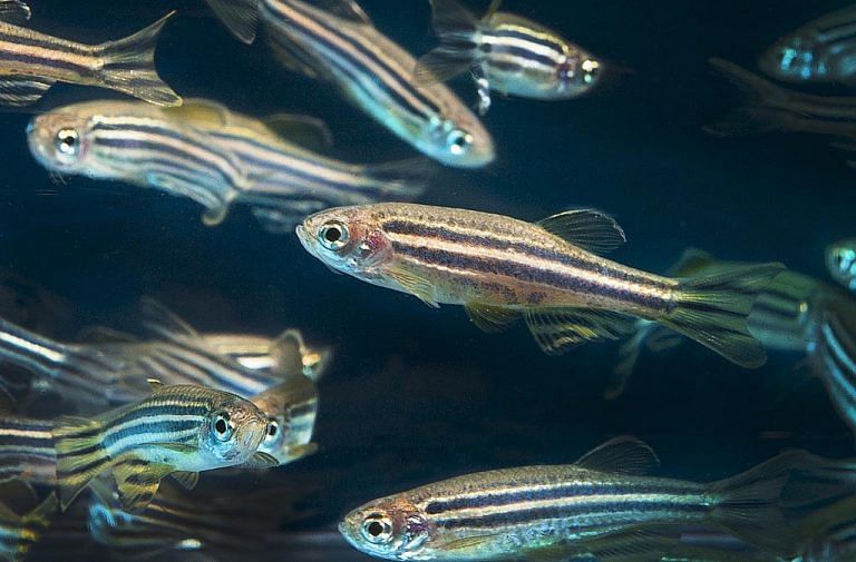 Zebrafish has clues on looks vs personality debate for you to choose suitable partner