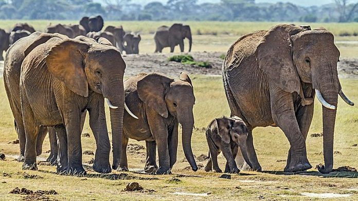 A herd of elephants | Commons