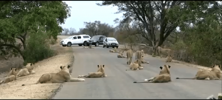 Gujarat promotes Gir festival, with lions from Africa and Chicago zoo