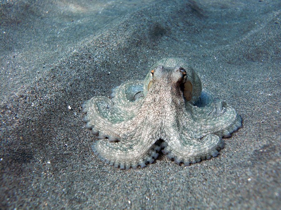 Latest News on MDMA | ThePrint.in Octopus