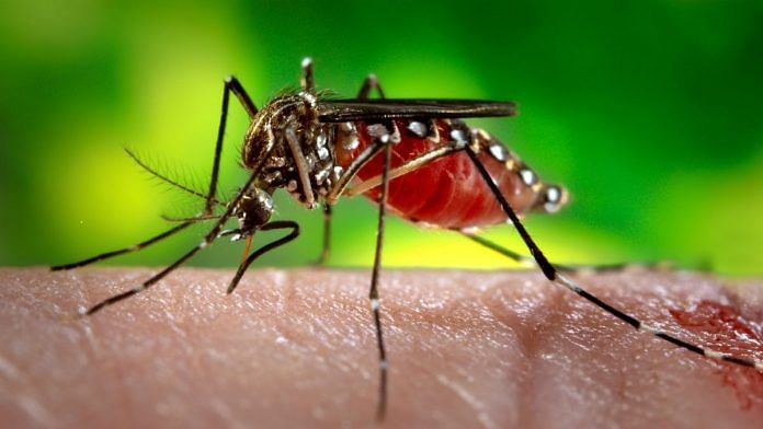 Female Aedes aegypti mosquito, the species of mosquito primarily responsible for the spread of the Zika virus disease