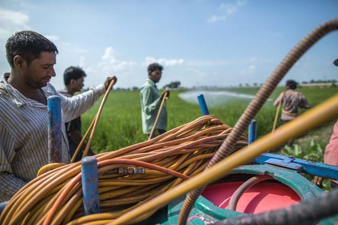 Farmers hold a hosepipe while spraying fungicide in a field of rice on farmland near Sirsa, Haryana