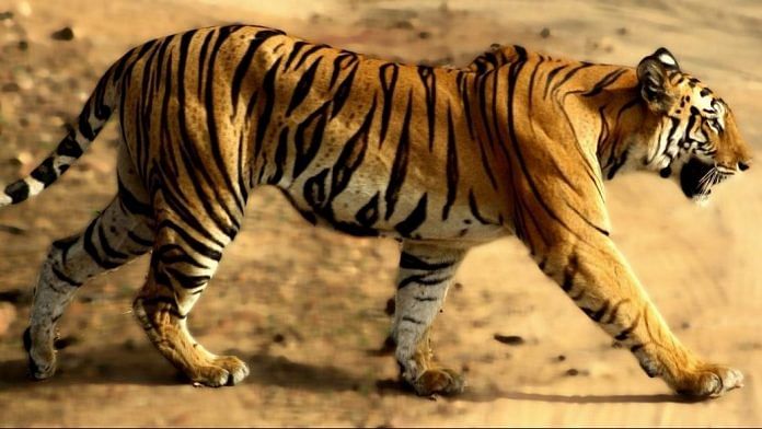 Representational image of a tigress in Ranthambore | Commons