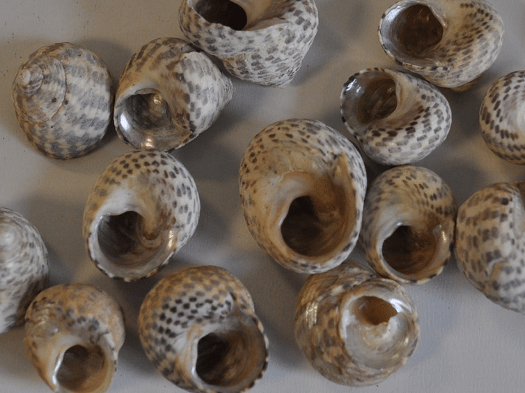 Marine mollusc shells (Phorcus turbinatus) from the Haua Fteah archaeological site | Amy Prendergast