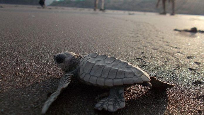 Olive Ridley turtle | Commons