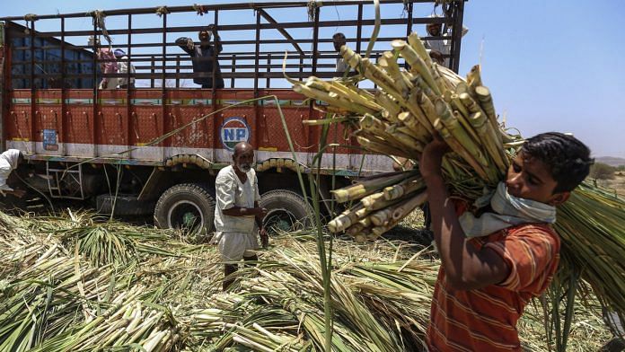 Workers unload sugarcane tops at a cattle shelter in Beed district, Maharashtra | Dhiraj Singh/Bloomberg