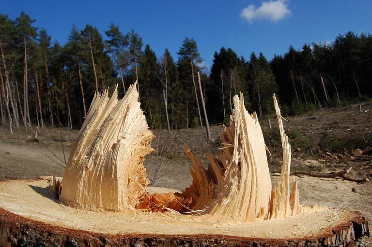 Why covering the environment is one of the most hazardous beats in journalism