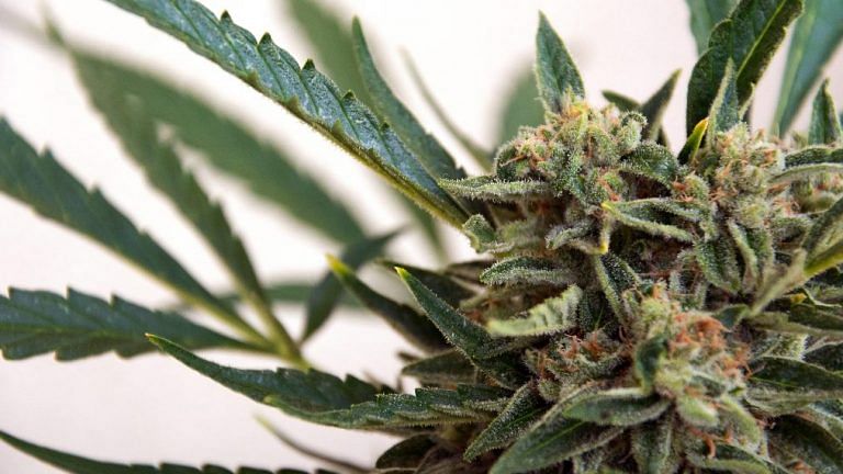 Top scientists say this is why India should try and legalise marijuana in 2 years