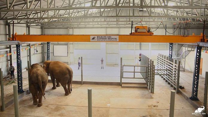 Elephants in the newly inaugurated elephant hospital | Facebook