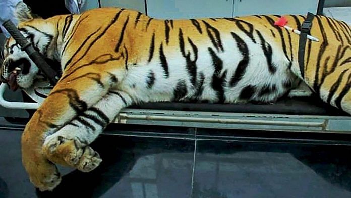 Slain tigress Avni lies on a surgical table | PTI