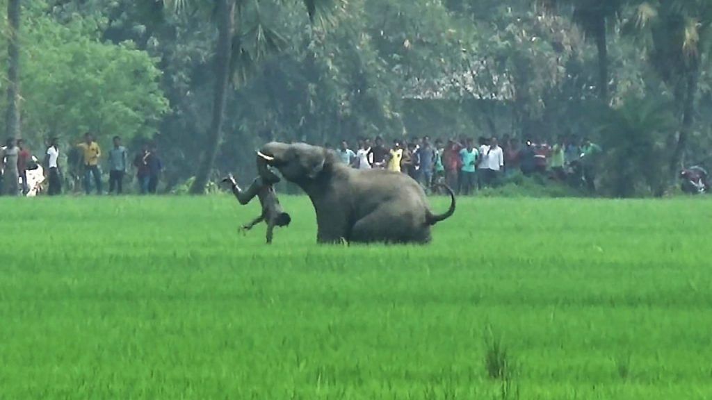 An elephant attacks a resident in a field in Burdwan district of West Bengal | AFP/Getty Images