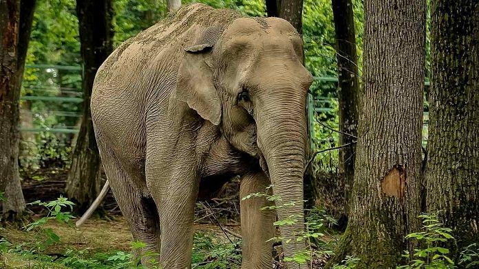 Representational image of an elephant