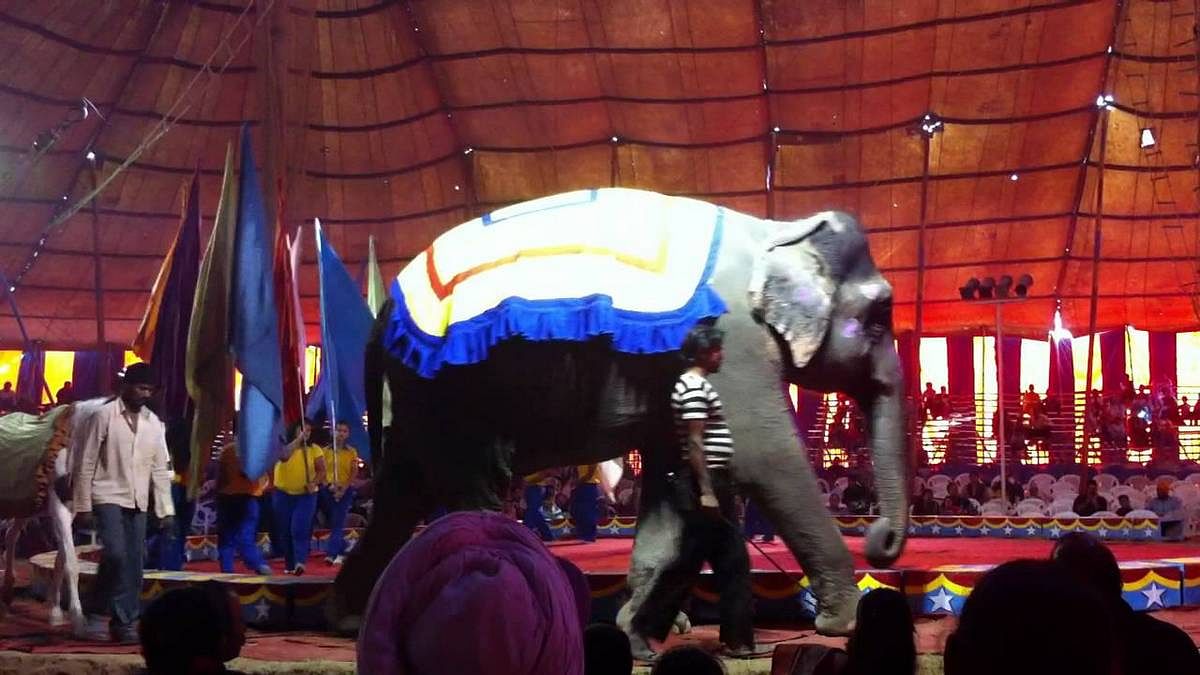 Centre proposes ban on performance of animals in any circus