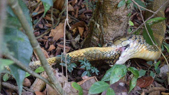 Representational image of a snake | Ajay Giri