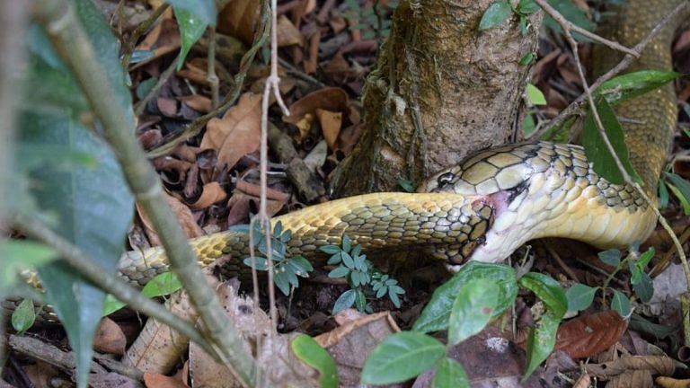 Indian farmer’s gruesome snakebite photo keeps a 200-year-old medical journal popular
