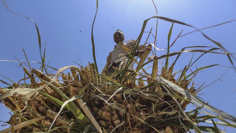 India is about to become the world’s top sugar producer