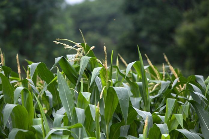Corn grows in a field of a farm outside of Phulambri in Maharashtra (representational image) | Karen Dias/Bloomberg