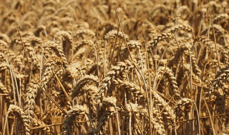 In a study that can help farmers, Indian scientist helps crops grow safely in arsenic soil