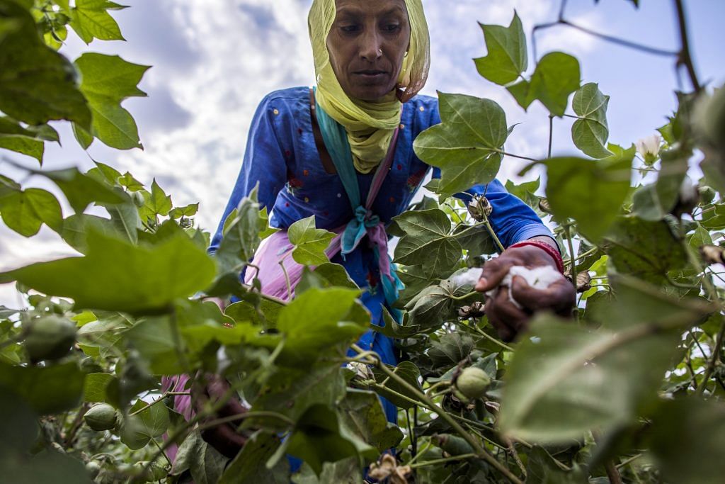 A farmer hand-picks cotton in a field in Sirsa, Haryana