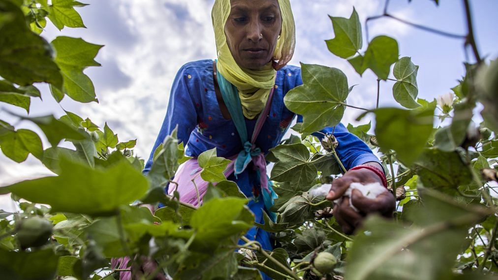 MS Swaminathan and his co-authors are not helping Indian farmers at a ...