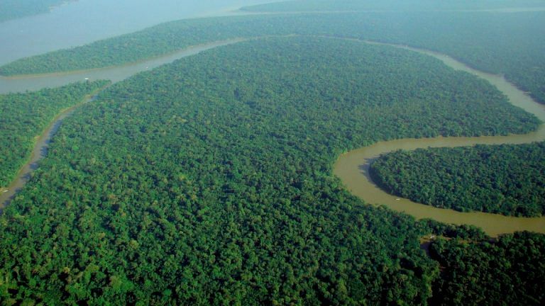 Aarey, smog, wildfires — forests dominate headlines. But what exactly is a forest?