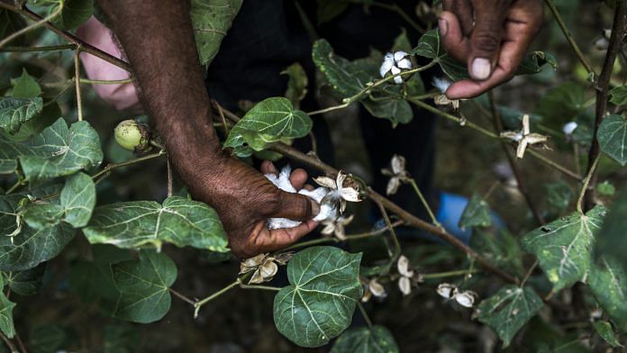 Cotton balls grow on a plant | Prashanth Vishwanathan/Bloomberg