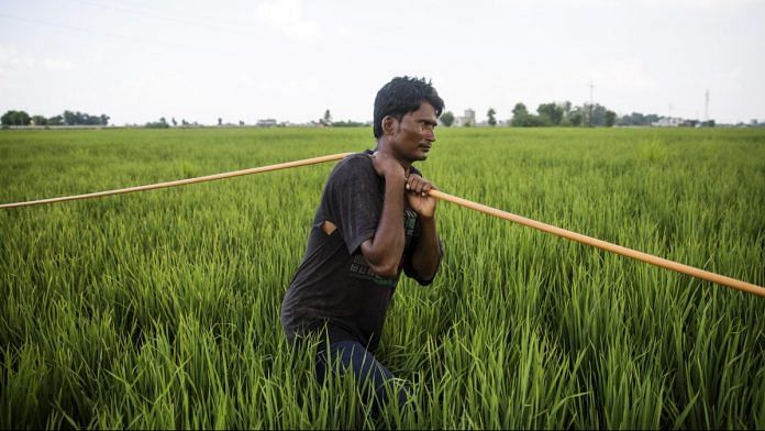 A farmer in Sirsa, Haryana | Prashanth Vishwanathan/Bloomberg