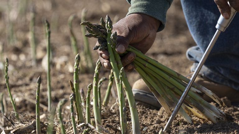 In 100 years, we may not need soil to grow our food