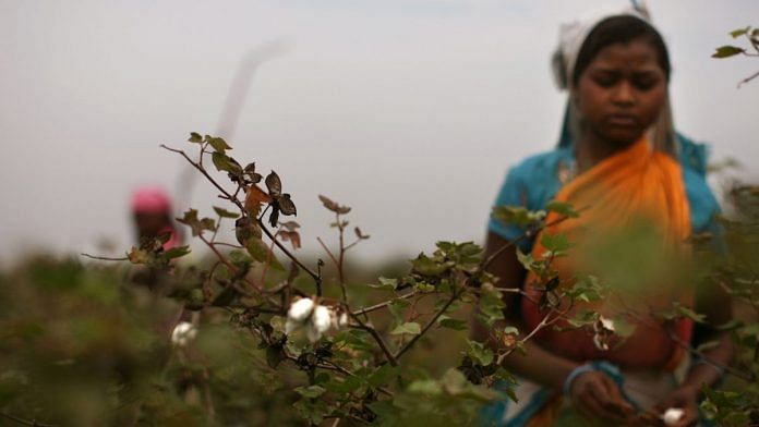 A cotton farmer in Vidarbha, Maharashtra