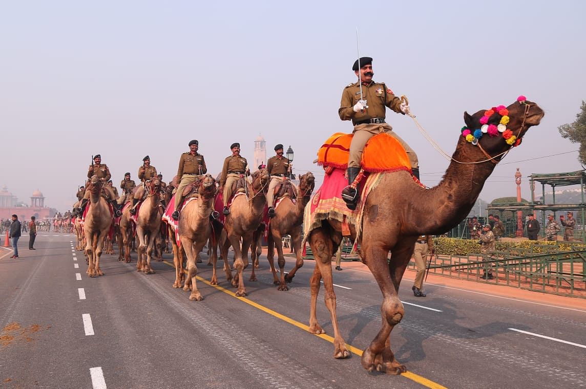 BSF camels seen at the rehearsal | Suraj Bhist/ThePrint