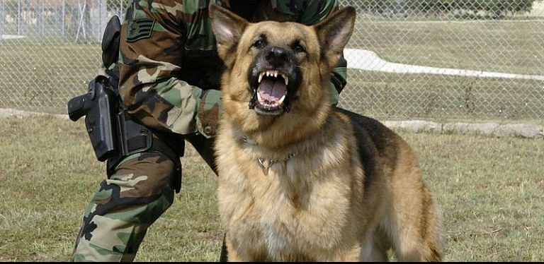 For catching terrorists or foiling attacks, Dino & Co. are Indian Army’s best friends