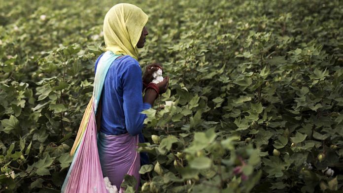 A farmer in Sirsa, Haryana | Prashanth Vishwanathan/Bloomberg