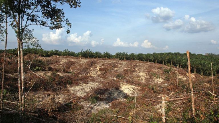 Introducing biotech trees to help stop disappearing forests is easier said that done