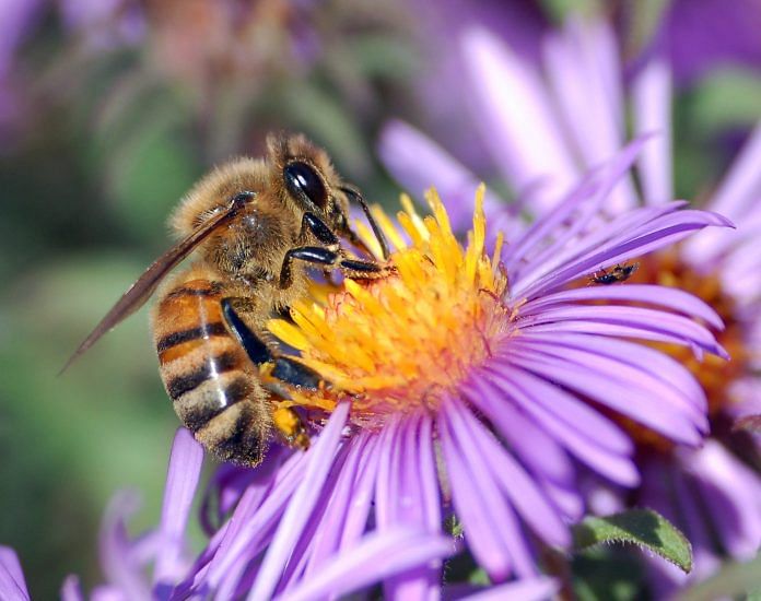 European honey bee extracts nectar| Commons