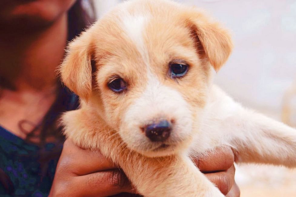 Murder of 16 pups in Kolkata shows why we should stop calling ourselves  civilised